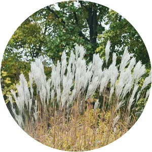 Miscanthus sacchariflorus - 