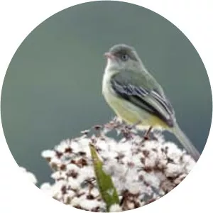 Mishana tyrannulet