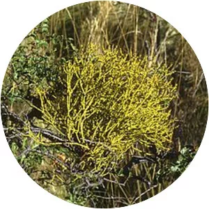 Misodendraceae - Plants