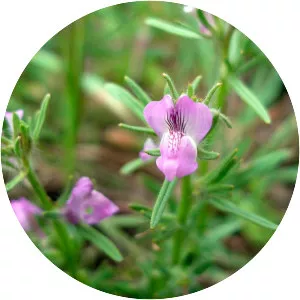 Misopates orontium - Plants