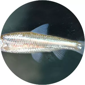 Mississippi silvery minnow - 