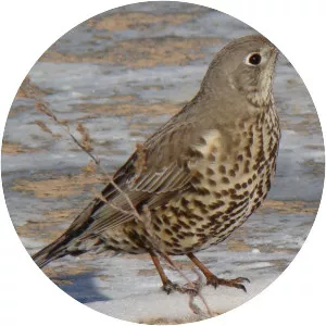 Mistle thrush