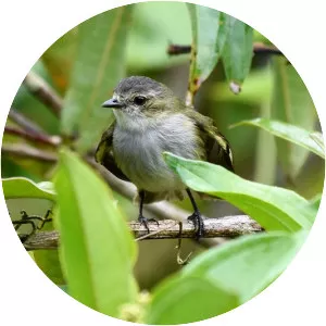 Mistletoe tyrannulet