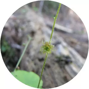 Mitella nuda - Plants