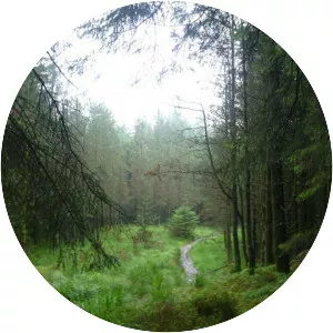 Miterdale Forest - 