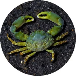 Mithraculus sculptus