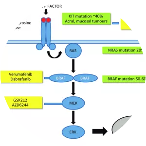 Mitogen-activated protein kinase - 