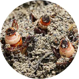 Mitrastemon kanehirai