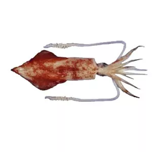 mitre squid - Animal