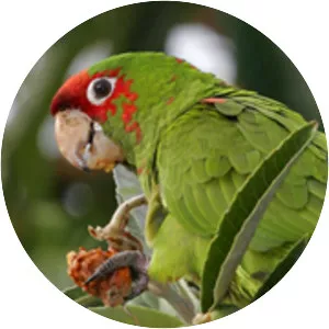Mitred parakeet