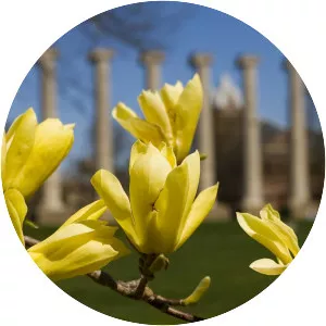 Mizzou Botanic Garden - 