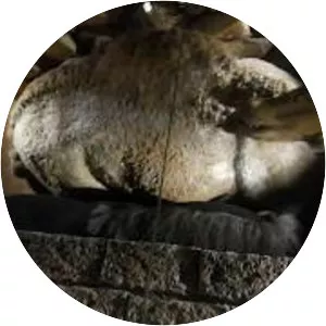 Mleiha Archaeological Centre