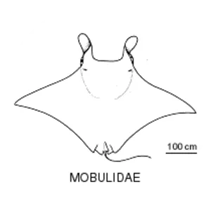 Mobulidae