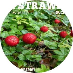 Mock strawberry - Plants