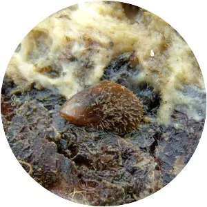 Modiolus barbatus - 