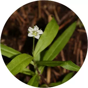 Moehringia macrophylla