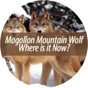 Mogollon mountain wolf