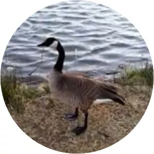 Mojave Narrows Regional Park - 