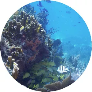 Molasses Reef - 