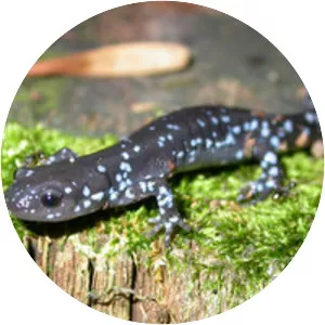 Mole salamander