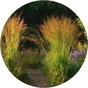 Molinia arundinacea - Plants