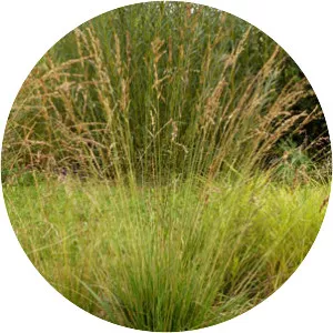 Molinia caerulea - Plants