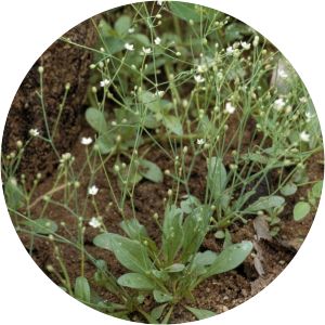 Mollugo nudicaulis - 