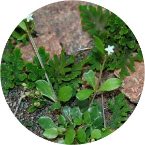 Mollugo pentaphylla - 