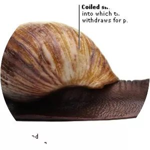 Mollusca