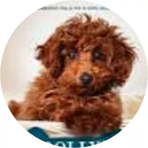 Molly's Story: A Dog's Purpose Puppy Tale