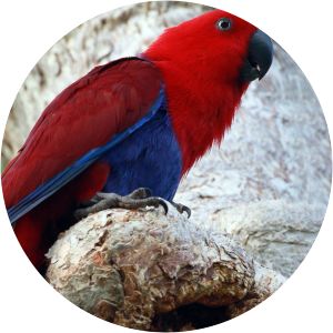 Moluccan eclectus