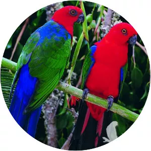 Moluccan king parrot