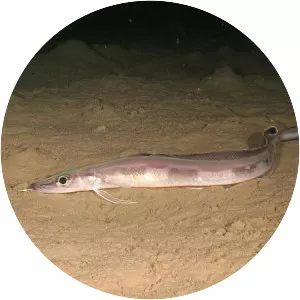 Molva macrophthalma - 