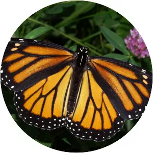 Monarch butterfly