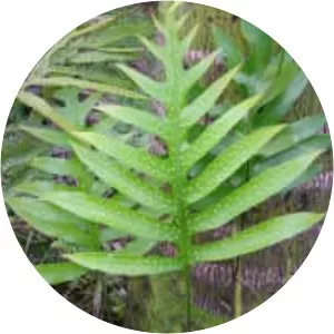 Monarch fern