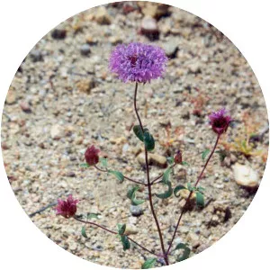 Monardella lanceolata