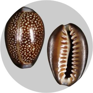 Monetaria caputdraconis - 