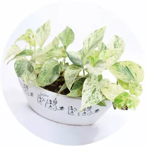 Money Marble - Musical artist