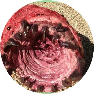 Mongolian death worm