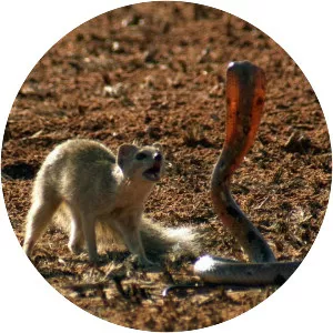Mongoose