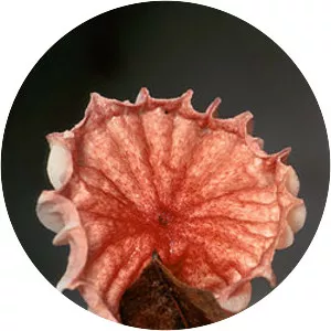 Moniliophthora perniciosa