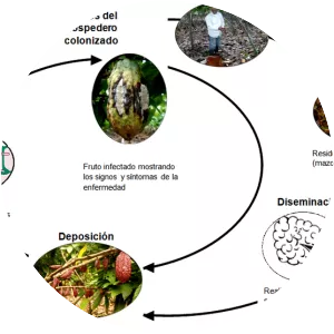 Moniliophthora roreri