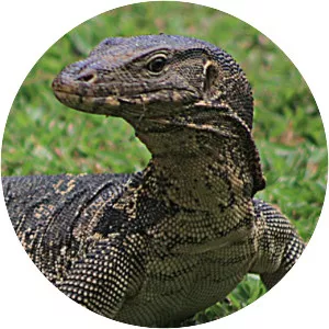 Monitor lizard