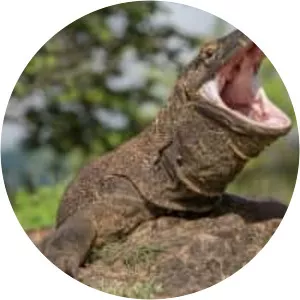Monitor lizards photograph