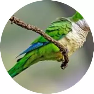 Monk parakeet