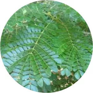 Monkey pod tree (Yağmur Ağacı)