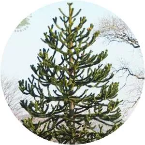 Monkey puzzle tree - Plants
