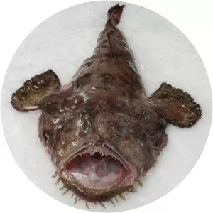 Monkfish photograph