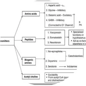 Monoamine neurotransmitter - Chemical compound