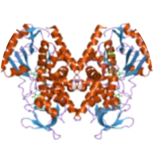 Monoamine oxidase A - 